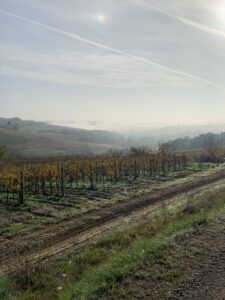 Toscana vigna nella nebbia 