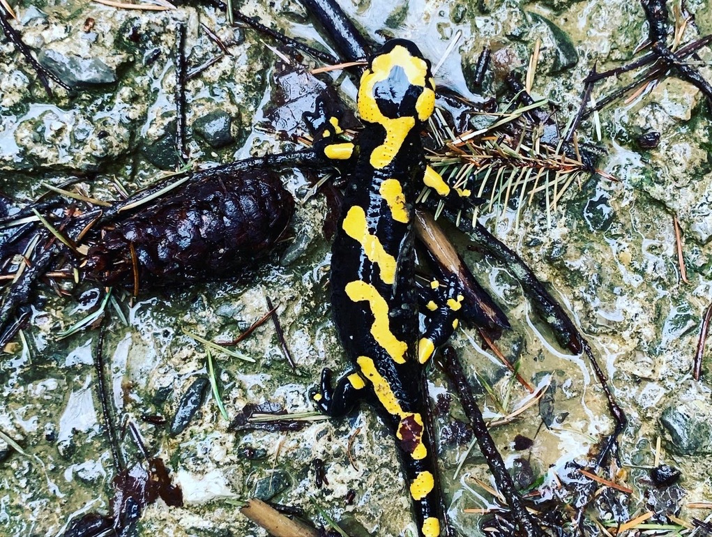 Salamandra Pezzata